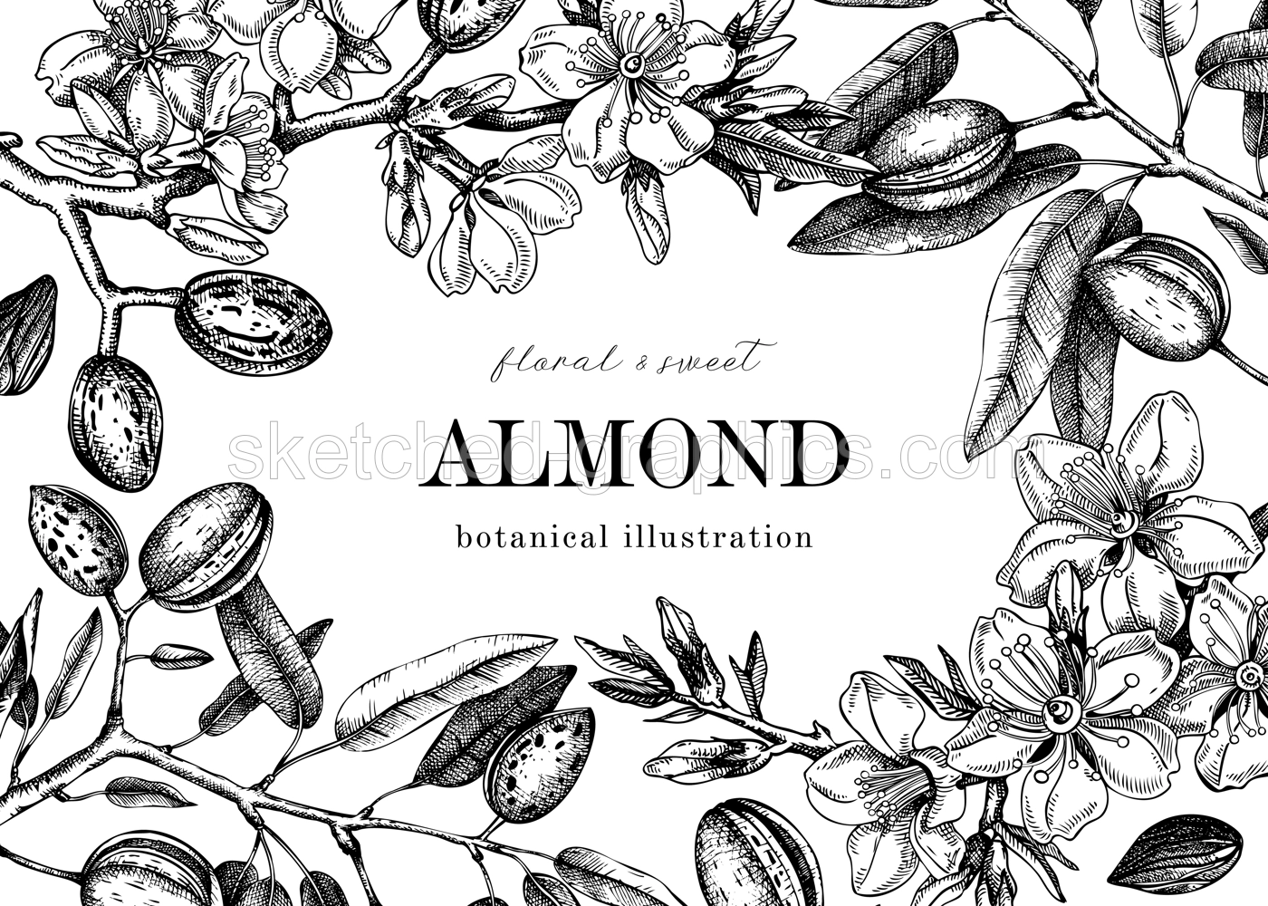 Almond blossom frame design in engraved style. Flowering branches with nuts, flowers, leaves. Floral drawings isolated on white background. Botanical vector illustration of spring nut trees Illustration